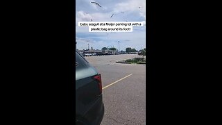 Large flock of seagulls in a frenzy! WATCH what happens! Poor little baby!