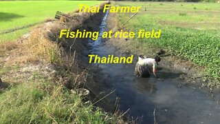 Thai farmer fishing at rice field in Thailand