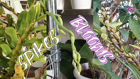 Orchids' 1st Spikes Buds Blooms | EXCITING Patio & Indoor Grow Space Happenings #ninjaorchids