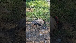 chickens always trying to scare me #chicken #homestead #video #farm #farmlife #shorts