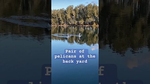 Pair of pelicans in the river at our back yard