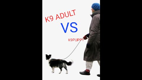 K9PUPPY VS K9ADULT