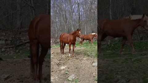 #Shorts #Animals #Horse #Adorable #Lovable #Peace #Caring #Affection #Benevolent