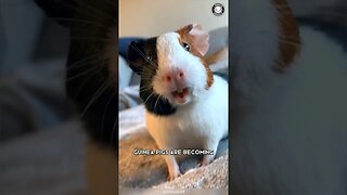 Guinea Pig 🐹 The Unconventional Noisy Pet