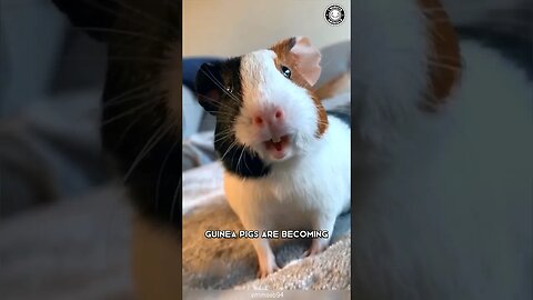 Guinea Pig 🐹 The Unconventional Noisy Pet