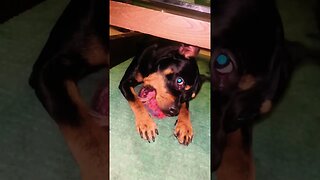 Cute Funny Rottweiler! 🐶 #shorts #short #viral #youtube #like