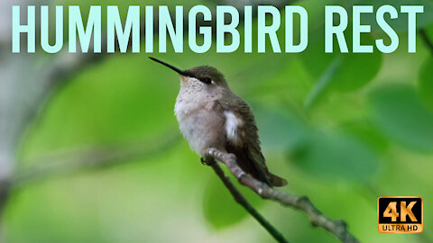 A Hummingbird's Rest [4K Ultra HD]