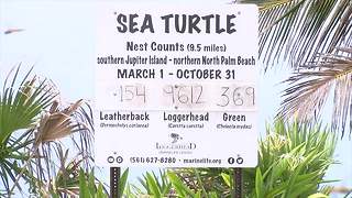 2018 Sea turtle nesting season sees above average numbers