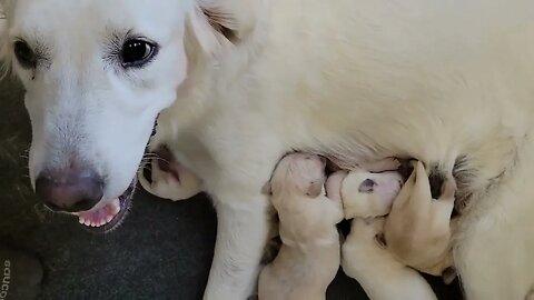 White Golden Retriever Marley with her Week Old Puppies Making Cute Sounds and Whining