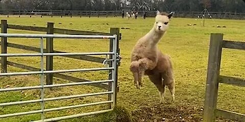 Funniest Farm Animals