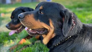 What Happens When 3 Male Rottweilers Get Into A Fight?