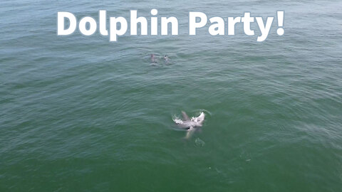 Dolphin Party in Fort Morgan Alabama!