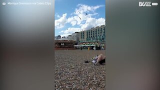 Gaivotas atacam mulher na praia