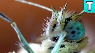 Micro Universe: Cabbage White Butterfly