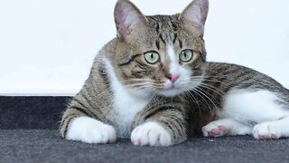 A Fluffy Cat on the Floor