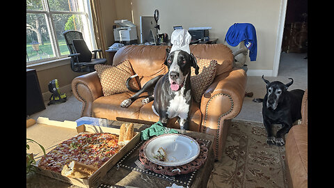 Funny Polite Great Danes Love Pizza & Philly Cheesesteak Night
