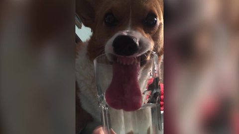 Cute Corgi Dog Drinks Water Out of a Glass