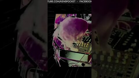 Acid Panther Cameo Plays Analog Four by Elektron - DUKE ACID PAWS 001 #techno #live #CatPlaysTechno