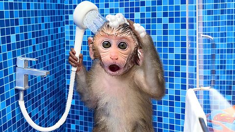 Monkey Baby Bon Bon oes to the toilet and plays with Ducklings in the swimming pool - Funny Animal
