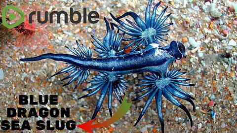 🐌Blue dragon sea slug🐌