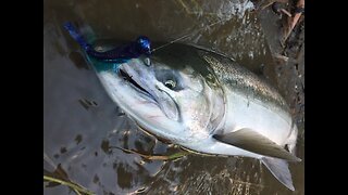 "How-To" | Twitching Jigs For Coho Salmon