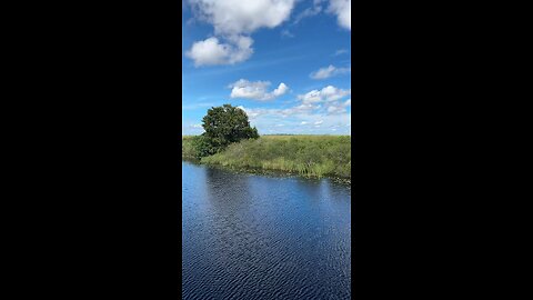Livestream Replay 9/24/2023 - Everglades Rest Area #Everglades #Alligator #Gator #I75 #LiveStream