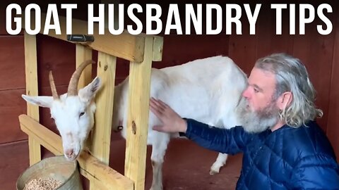 Goat Husbandry Tips | Alan Kay