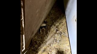 Persistent skunk sneaks into barn.