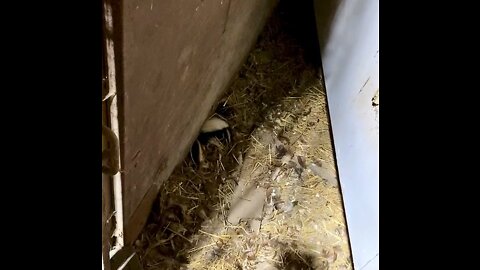 Persistent skunk sneaks into barn.