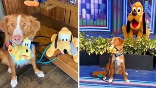 Dog's dream to meet Pluto finally comes true