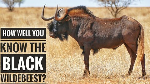 Black wildebeest || Description, Characteristics and Facts!