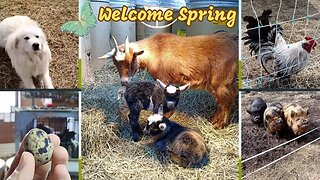 Happy Spring! Update on Miss Molly and the Kids