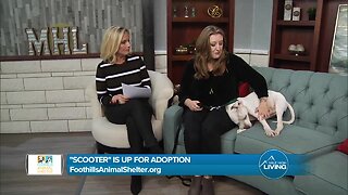 Foothills Animal Shelter - Scooter