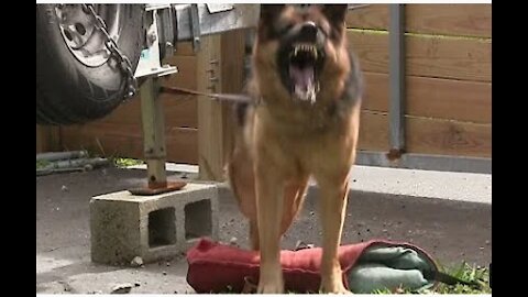Guard Dog Training tips Step by Step!
