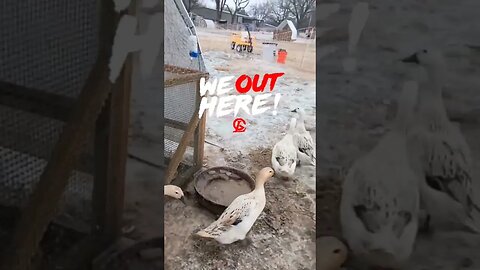 How Differently Chicken's & Ducks React to Icy Weather