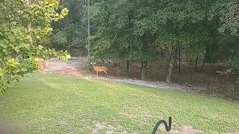 Deer staying away from flood. Was 25+ after I stopped vid