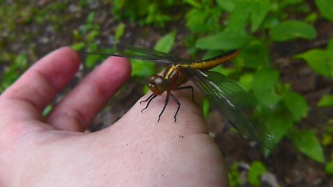 Closeups of Dragonflies and Damselflies of Mud Lake, in the City of Ottawa