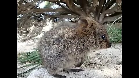 cute funny quokka- 42