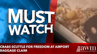 Crabs scuttle for freedom at airport baggage claim