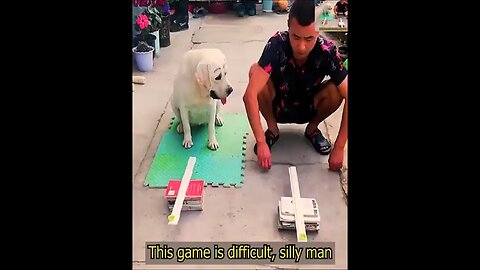 smartest Labrador you've ever seen
