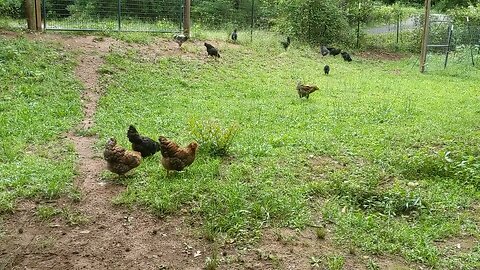 30 seconds of chickens part 27, grazing