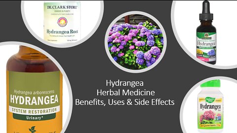 Hydrangea - Herbal Medicine - Benefits, Uses & Side Effects
