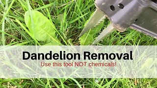 Dandelion Removal: Use this tool NOT chemicals