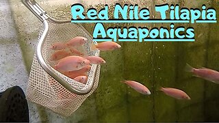 Adding Red Nile Tilapia to my aquaponic system (Tilapia in aquaponics)
