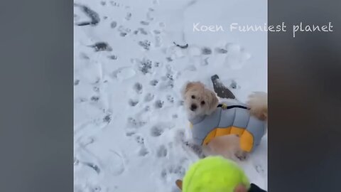 Funny dogs video compliations