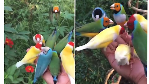 Mesmerizing Birds natural sound and visuals for Eyes and Ears