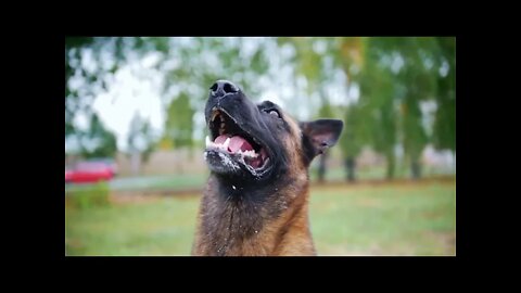 Basic Dog Training TOP 10 Essential Commands Every Dog Should Know 480p