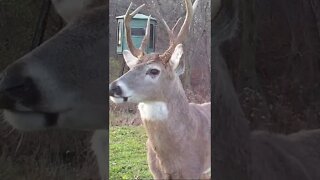 This dude has some junk on his head #shorts #deer #deerhunting