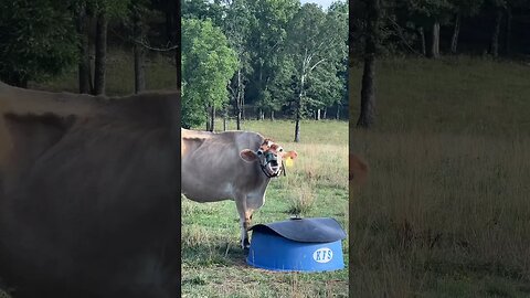 Jersey Cows are Weird #shorts #homesteading