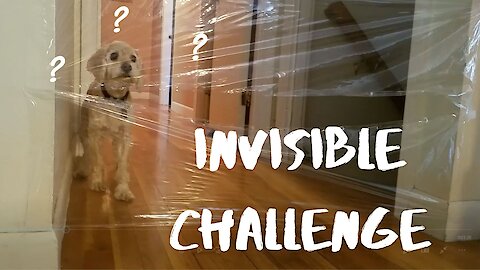 DOG REACTS TO INVISIBLE WALL CHALLENGE
